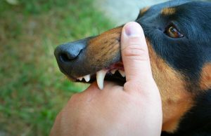Dog Bite Laws in Texas