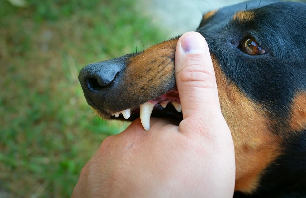 Dog Bite Laws in Texas