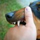 Dog Bite Laws in Texas